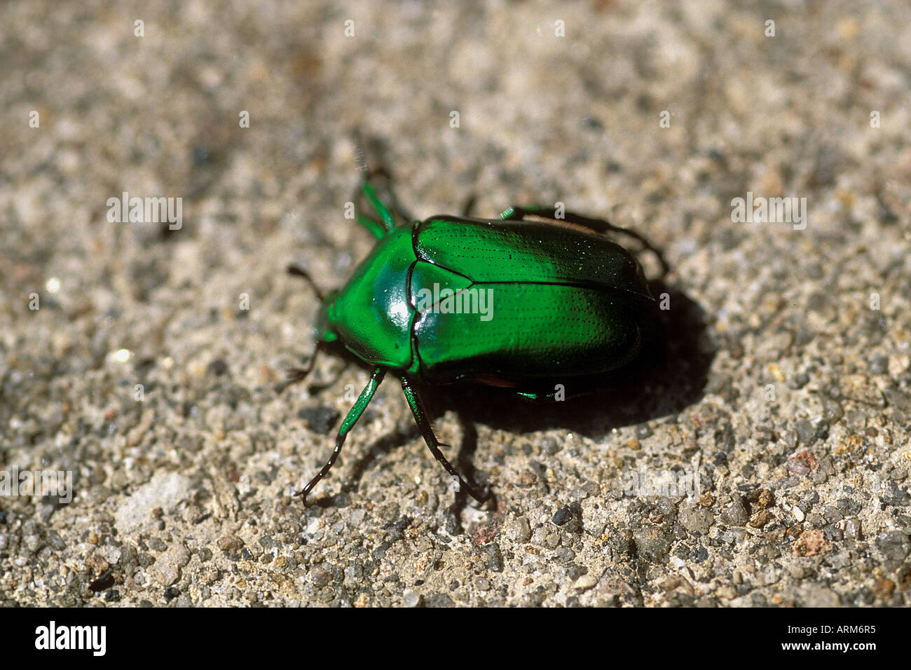Jewel Beetles Kerala India Stock Photo