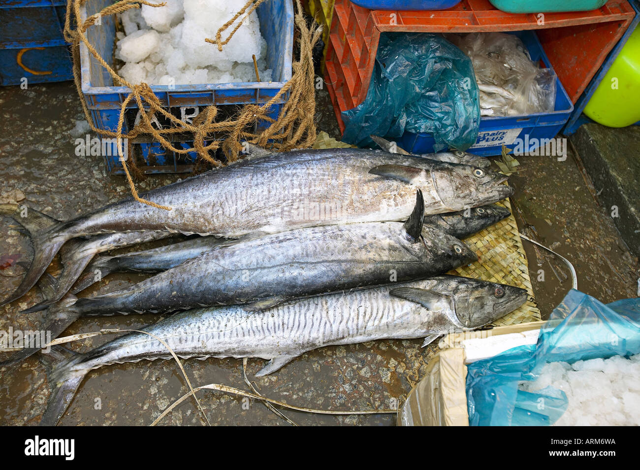 KNA101906 Men putting fishes on ground for selling Stock Photo