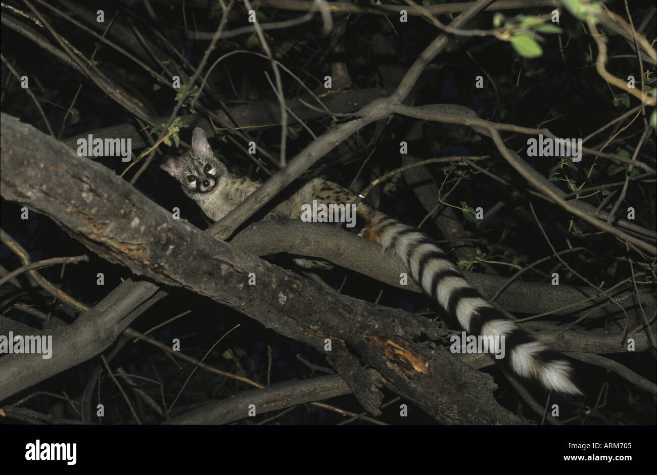 LARGE SPOTTED CAT IN TREE NAMIBIA Stock Photo Alamy