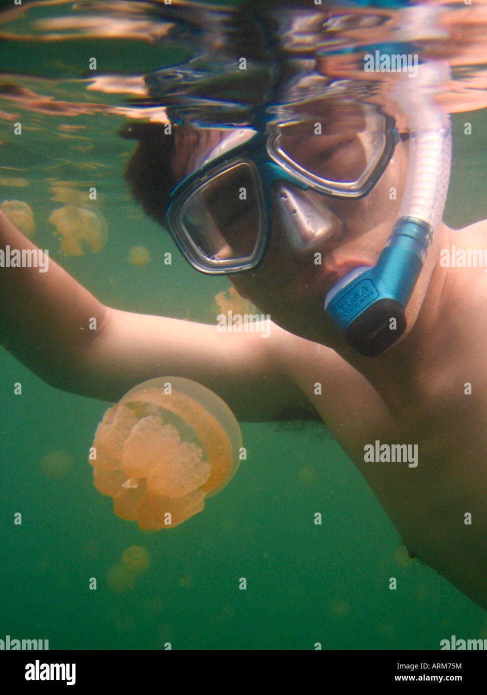 Tourist Snorkeling in Jellyfish Lake Palau Stock Photo