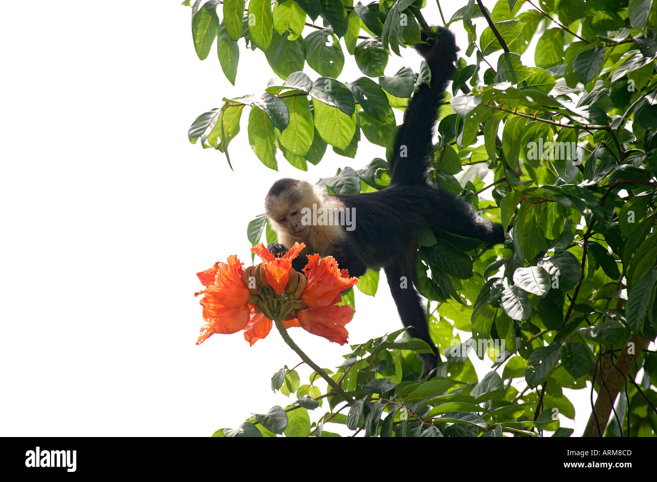White faced Capuchin Monkeys Cebus capucinus Manuel Antonio National