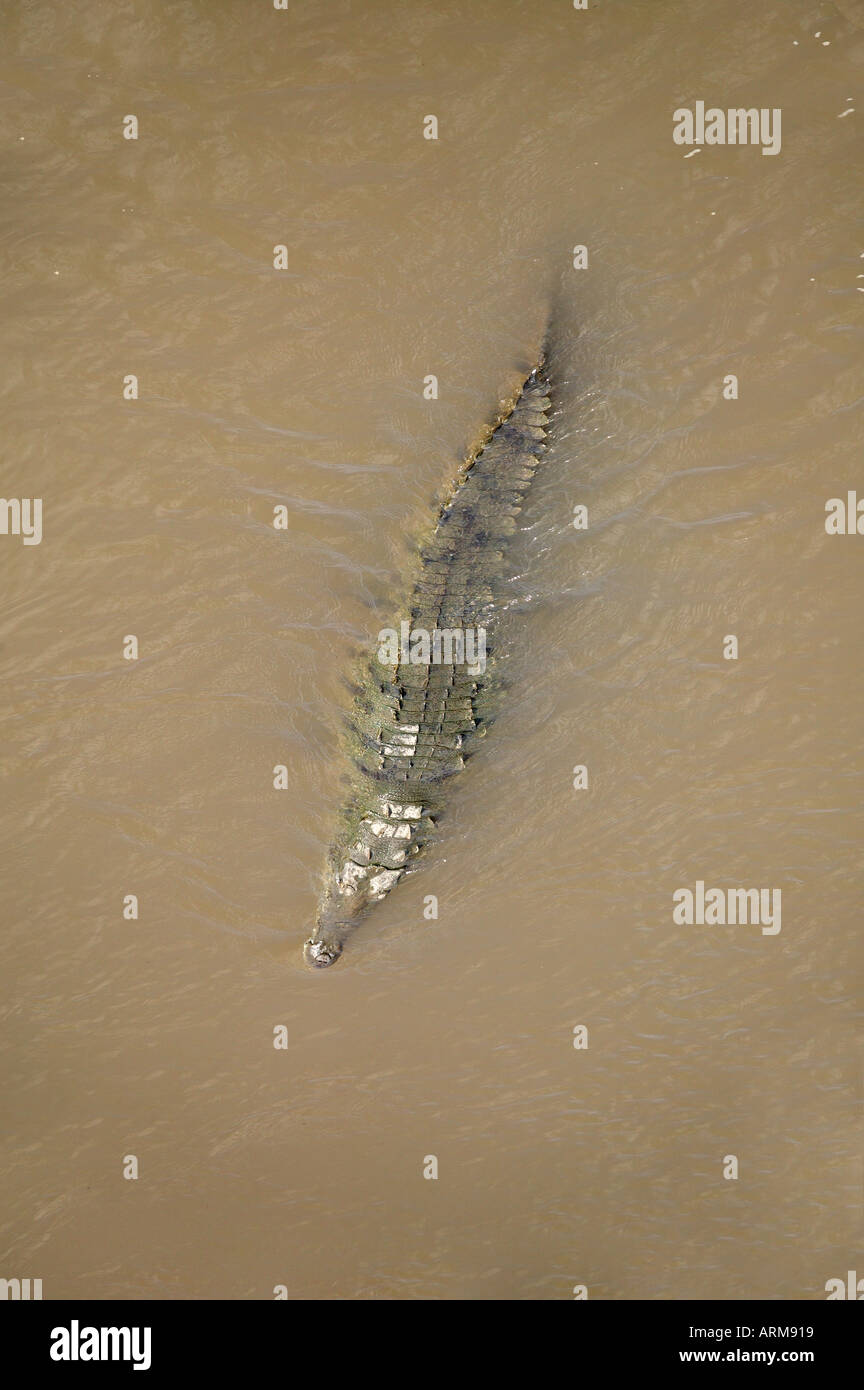 Crocodiles as viewed from the Crocodile Bridge on the Rio Tarcoles Costa Rica Stock Photo