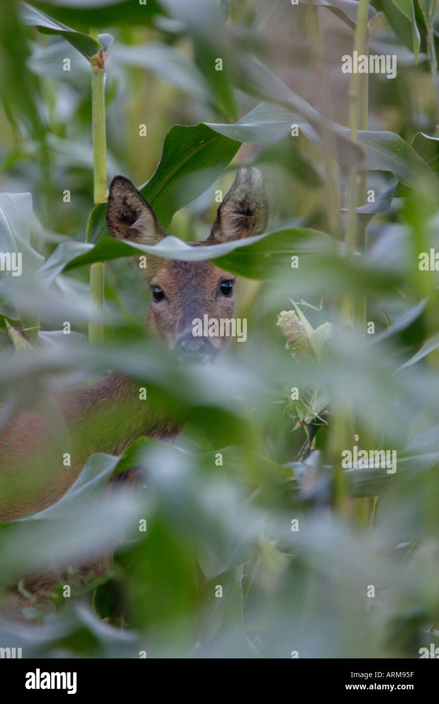 ROE DEER HIDING BEHIND SWEET CORN COBS Stock Photo Alamy
