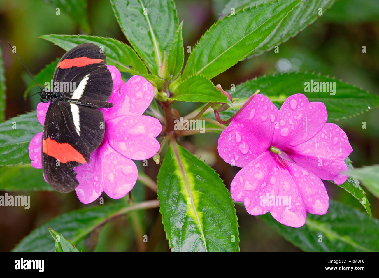 The Heliconius erato butterfly is also known as the Red Passion Flower