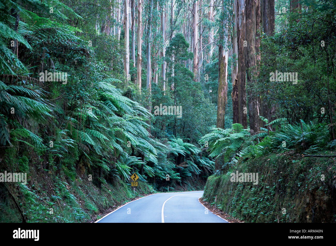 Road and mountain ash forest, Victoria, Australia, Pacific Stock Photo