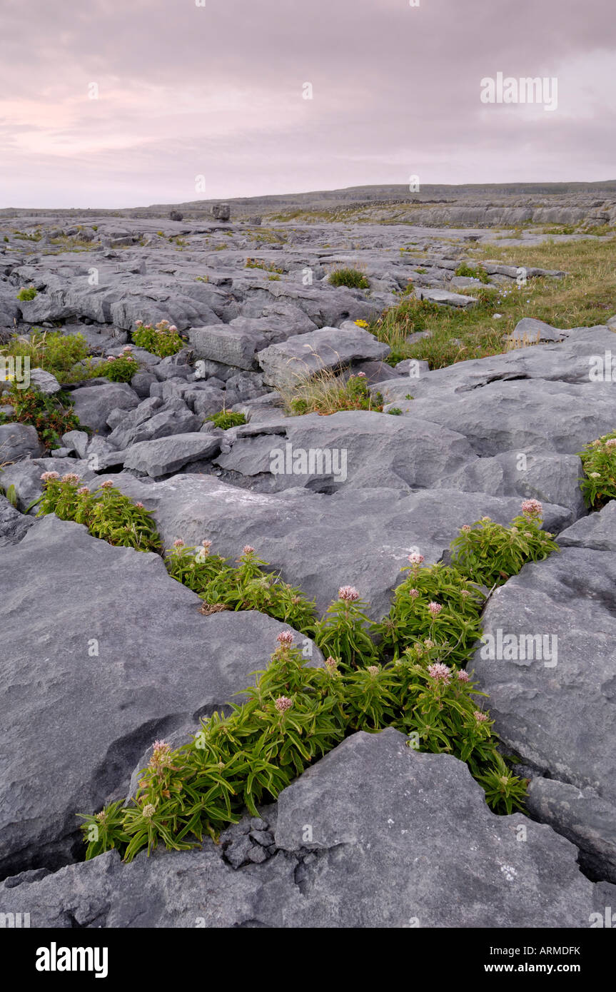 Plants growing amongst the limestone pavement, The Burren, County Clare