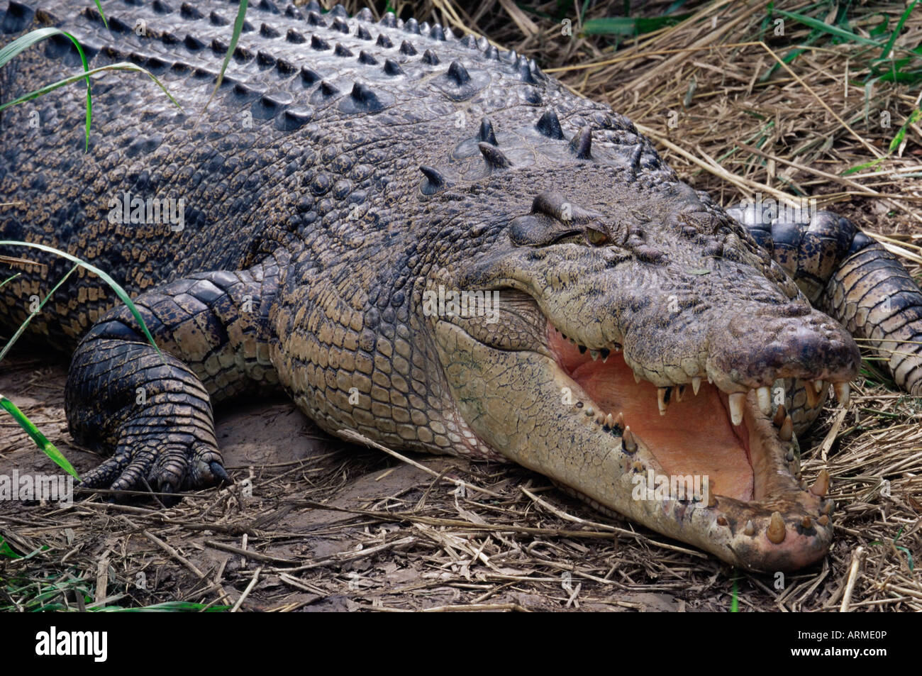 Схватки крокодилов. Гребнистый крокодил. Гребнистый крокодил Вьетнам. Австралийский гребнистый крокодил. Гребнистый крокодил и Аллигатор.