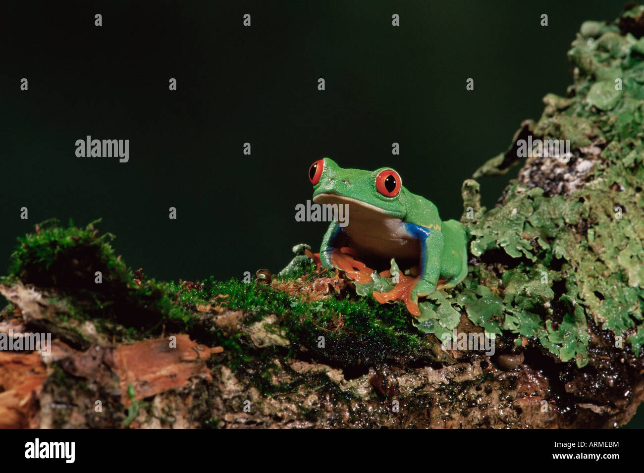 Red eye treefrog (Agalychnis callidryas), in captivity, from Central America Stock Photo