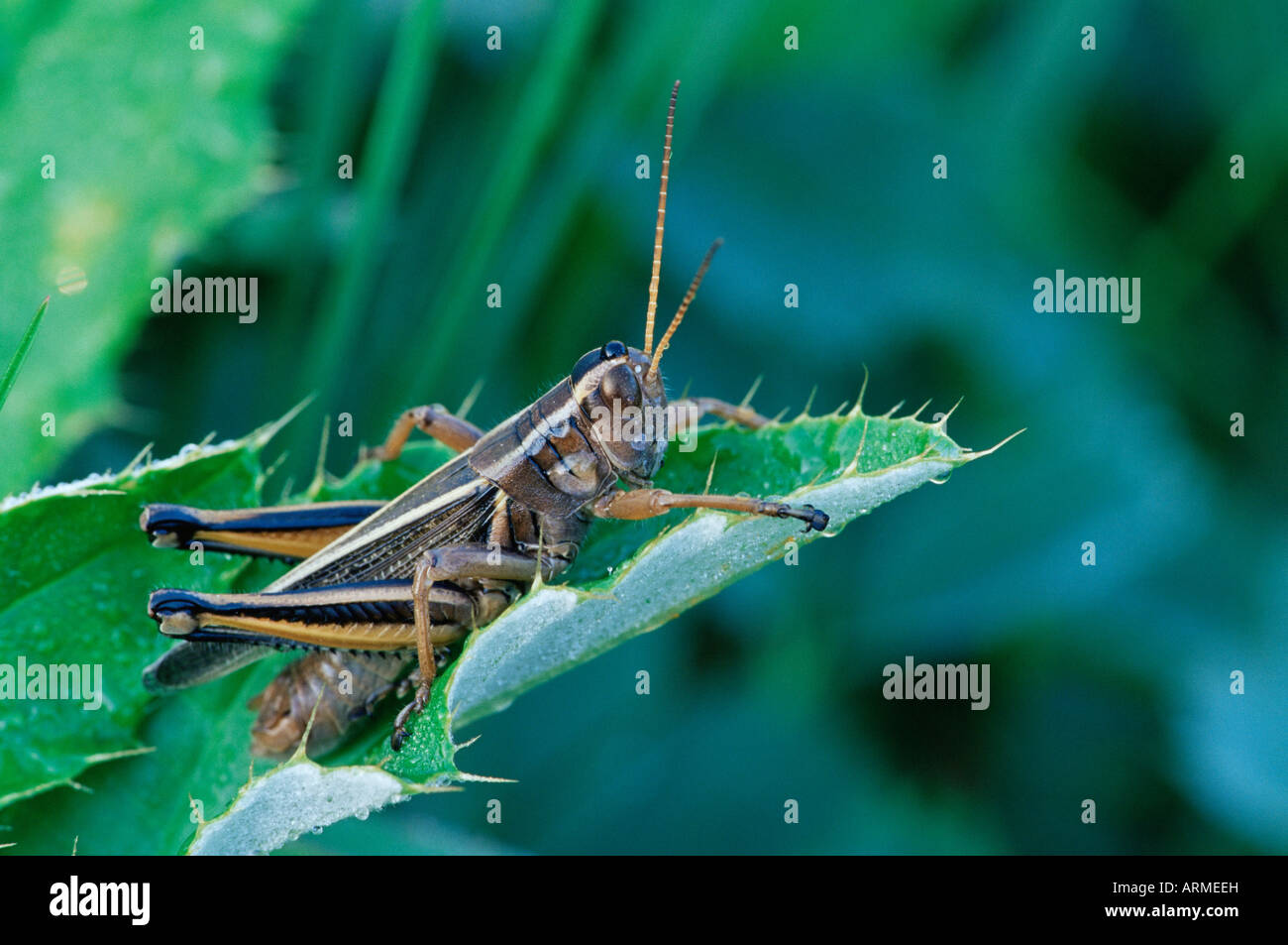 Glacier National Park, Montana, United States of America