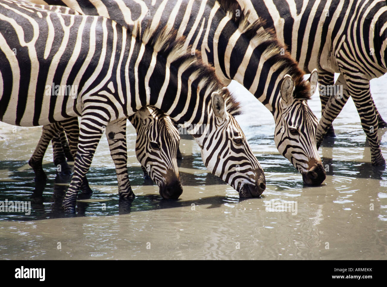 Burchell's zebra (Equus burchelli), drinking, Tarangire National Park, Tanzania, East Africa, Africa Stock Photo