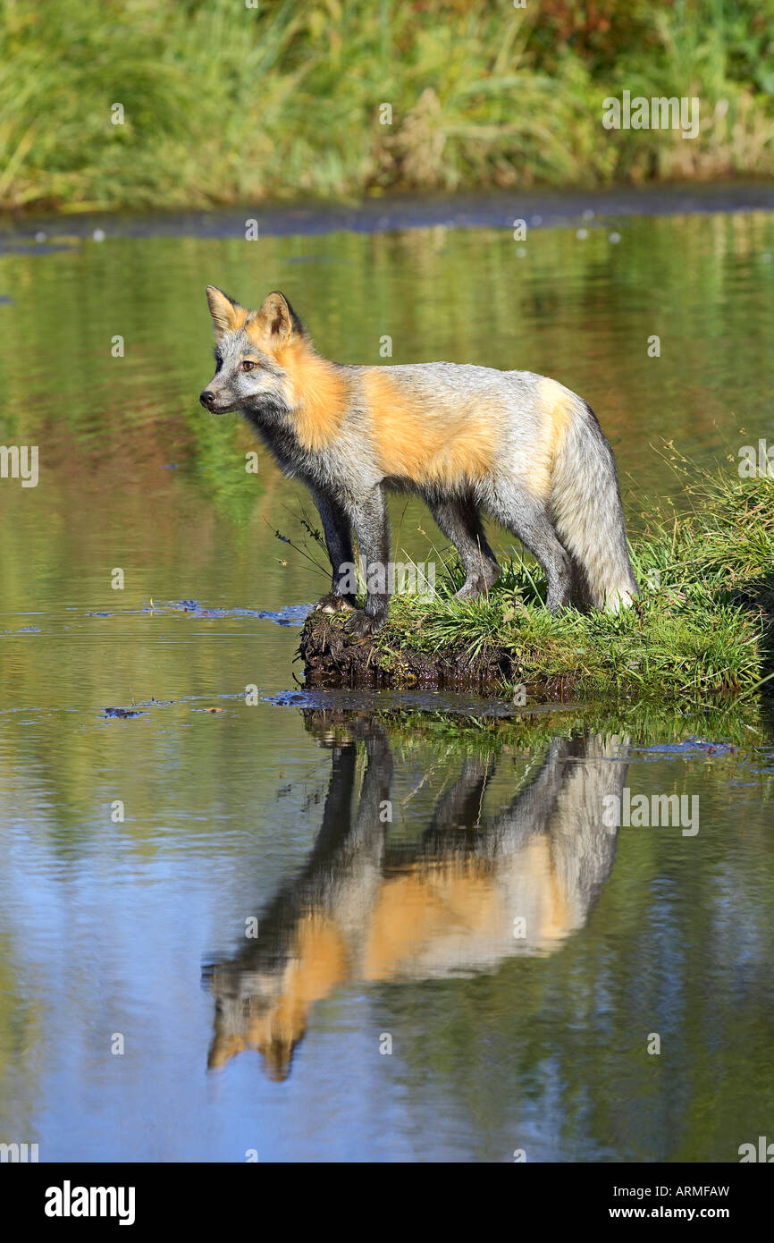 Cross phase red fox at waters edge with reflection, Minnesota Wildlife Connection, Sandstone, Minnesota, USA Stock Photo