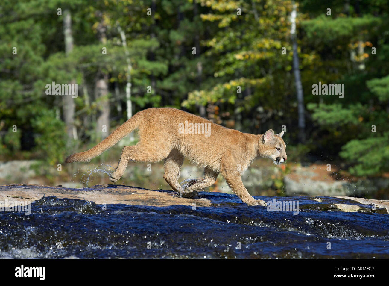 Captive mountain lion (cougar) (Felis concolor) crossing a stream, Minnesota Wildlife Connection, Sandstone, Minnesota, USA Stock Photo