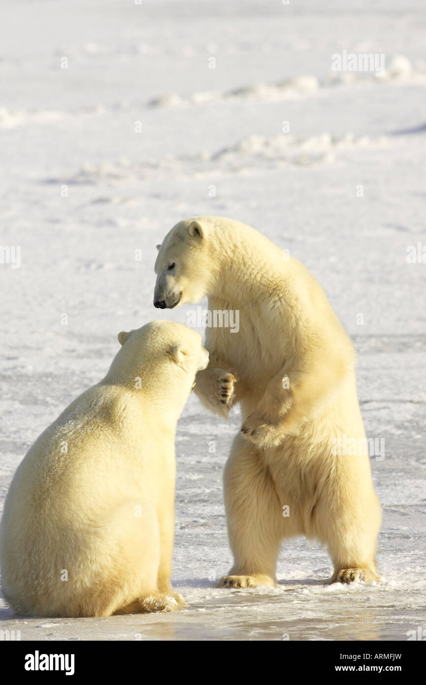 Two polar bears (Thalarctos maritimus) sparring, Churchill, Manitoba, Canada, North America Stock Photo