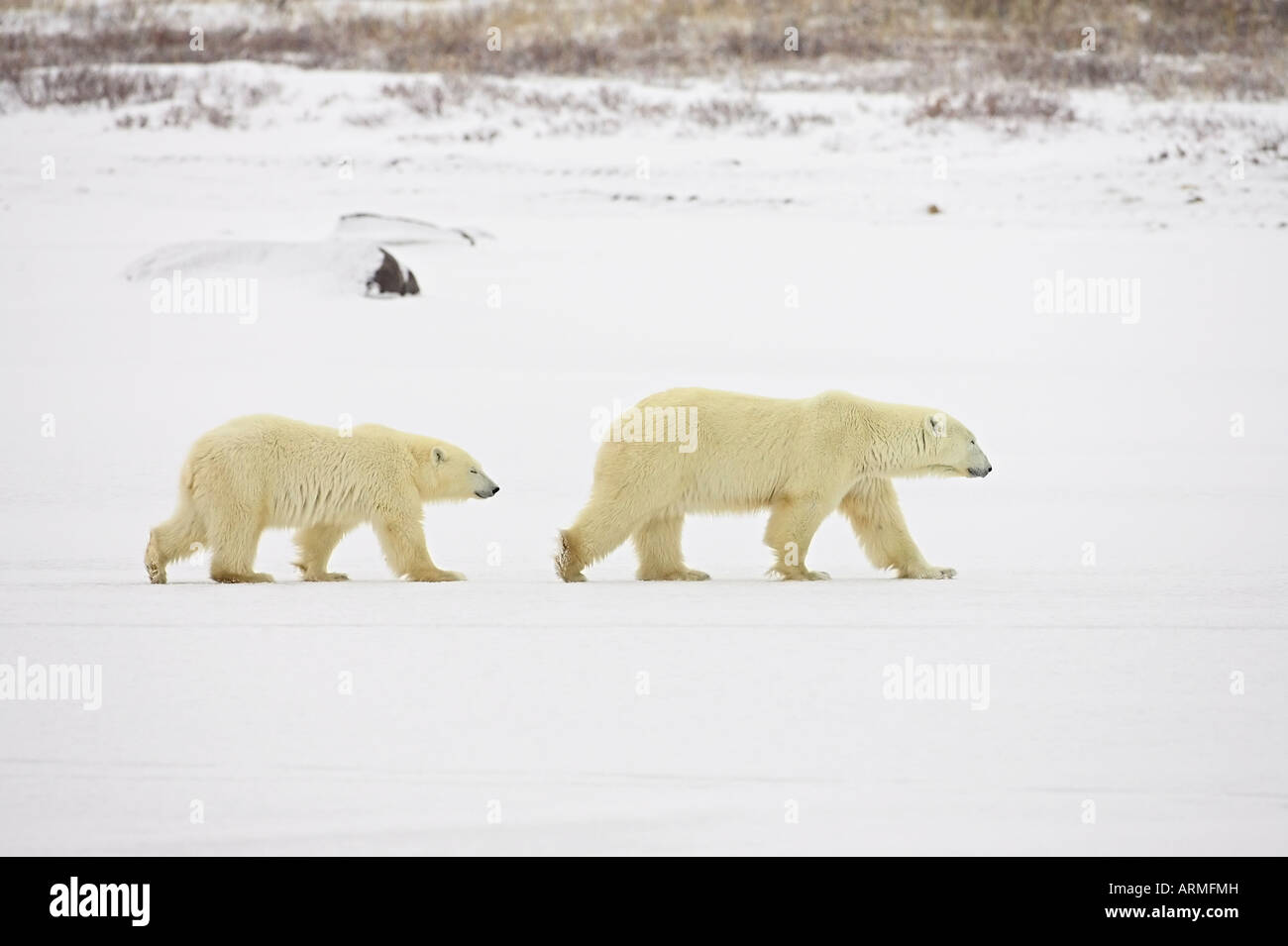 Polar bears (Thalarctos maritimus), mother walking with cub, Churchill, Manitoba, Canada, North America Stock Photo