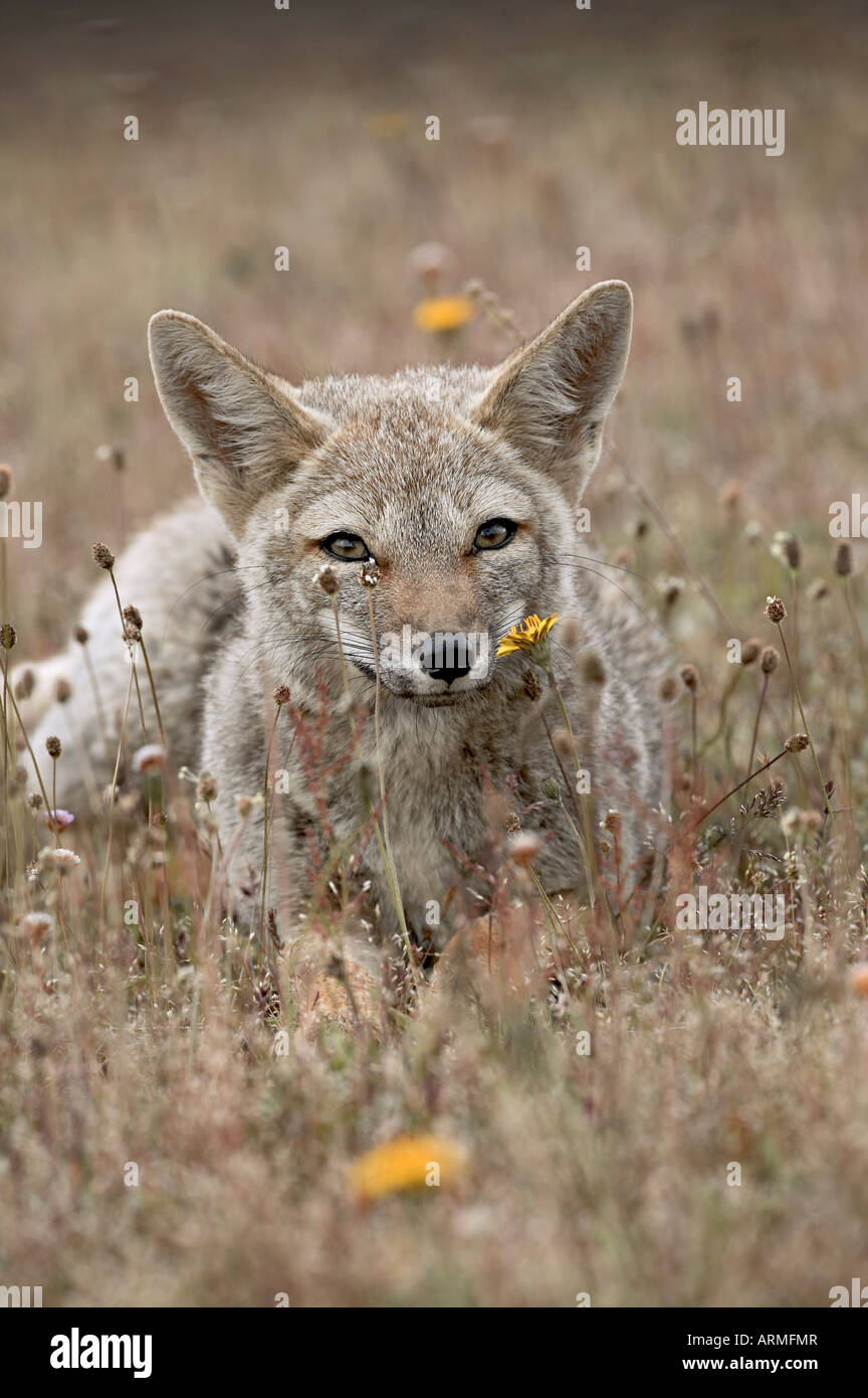 Gray fox (Patagonian fox) (Pseudalopex griseus), Torres del Paine, Chile, South America Stock Photo