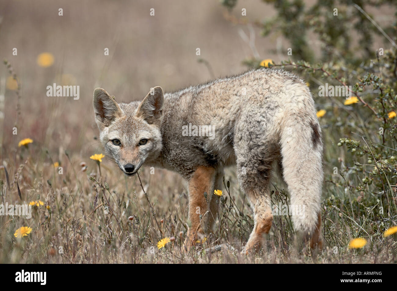 Gray fox (Patagonian fox) (Pseudalopex griseus), Torres del Paine, Chile, South America Stock Photo