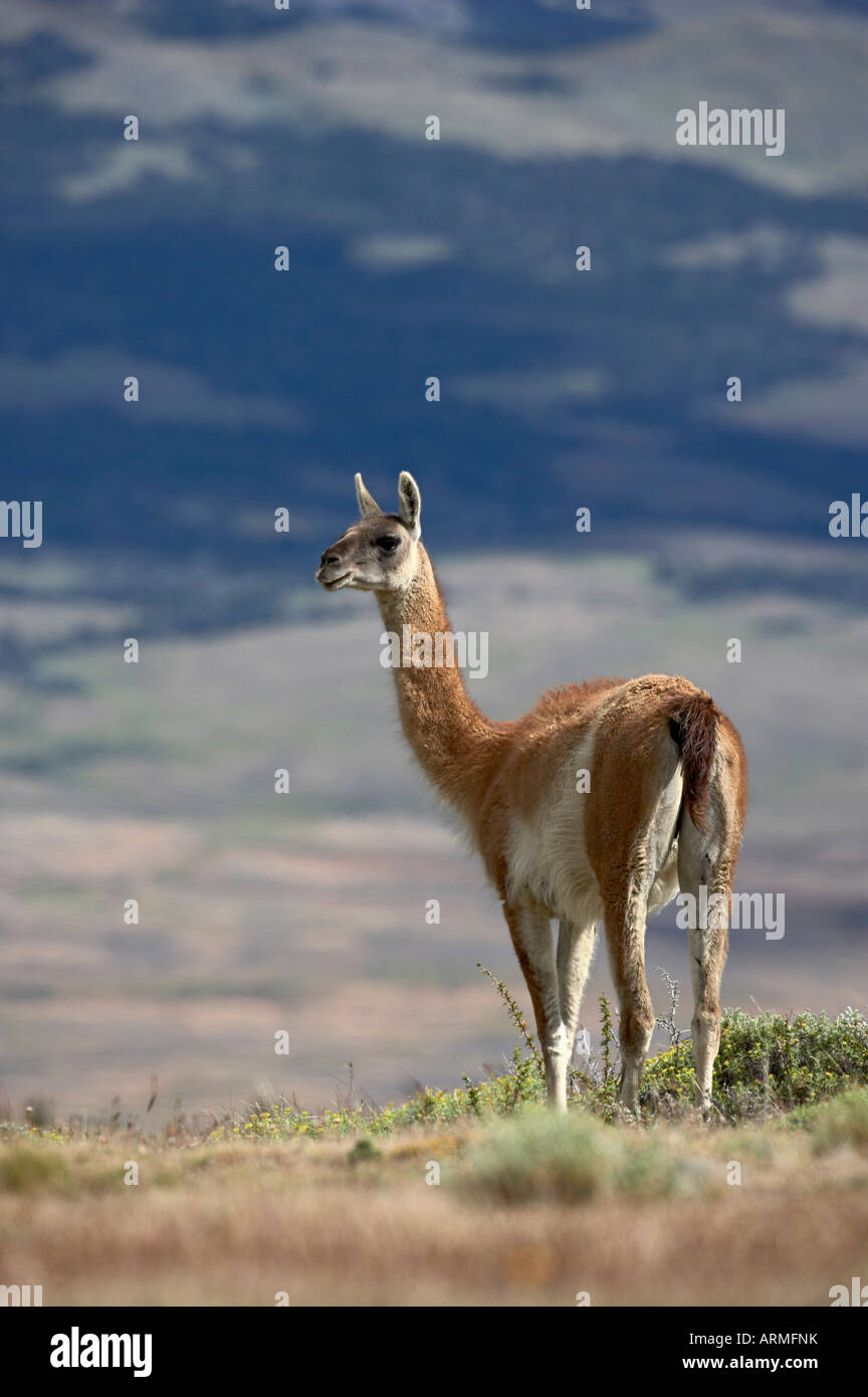 Guanaco (Lama guanicse) standing on a ridge, Torres del Paine, Patagonia, Chile, South America Stock Photo