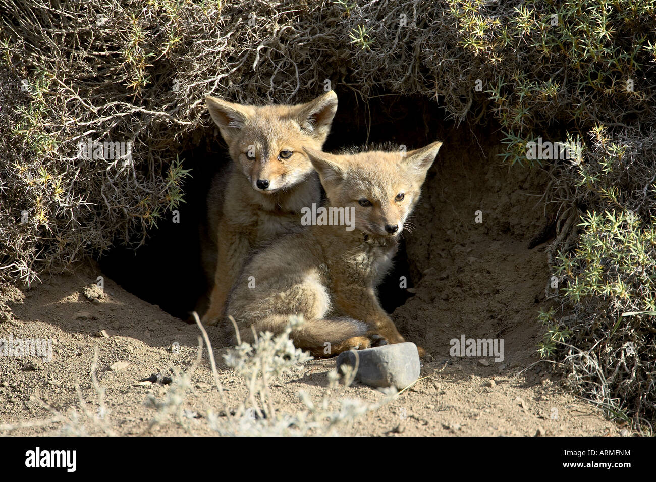 Two gray fox pups (Patagonian fox) (Pseudalopex griseus) at den entrance, Torres del Paine, Chile, South America Stock Photo