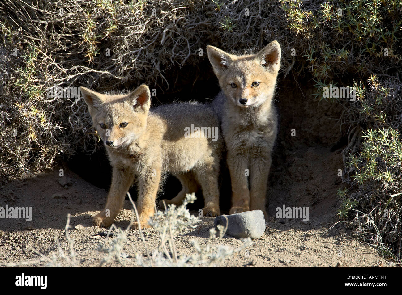Two gray fox pups (Patagonian fox) (Pseudalopex griseus) at den entrance, Torres del Paine, Chile, South America Stock Photo