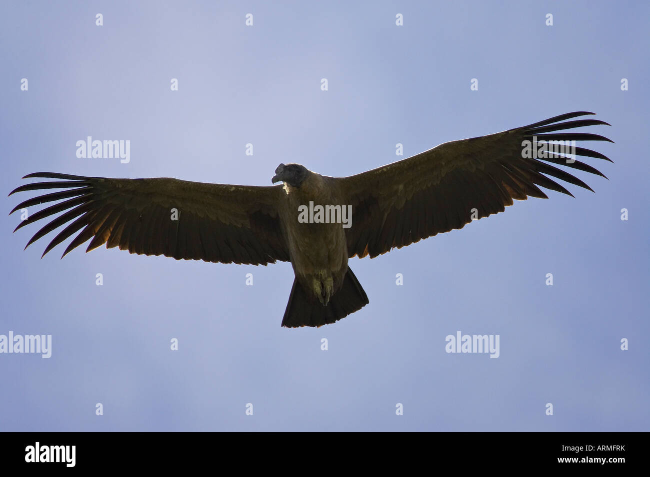 Juvenile Andean condor (Vultur gryphus) soaring, Torres del Paine National Park, Chile, South America Stock Photo