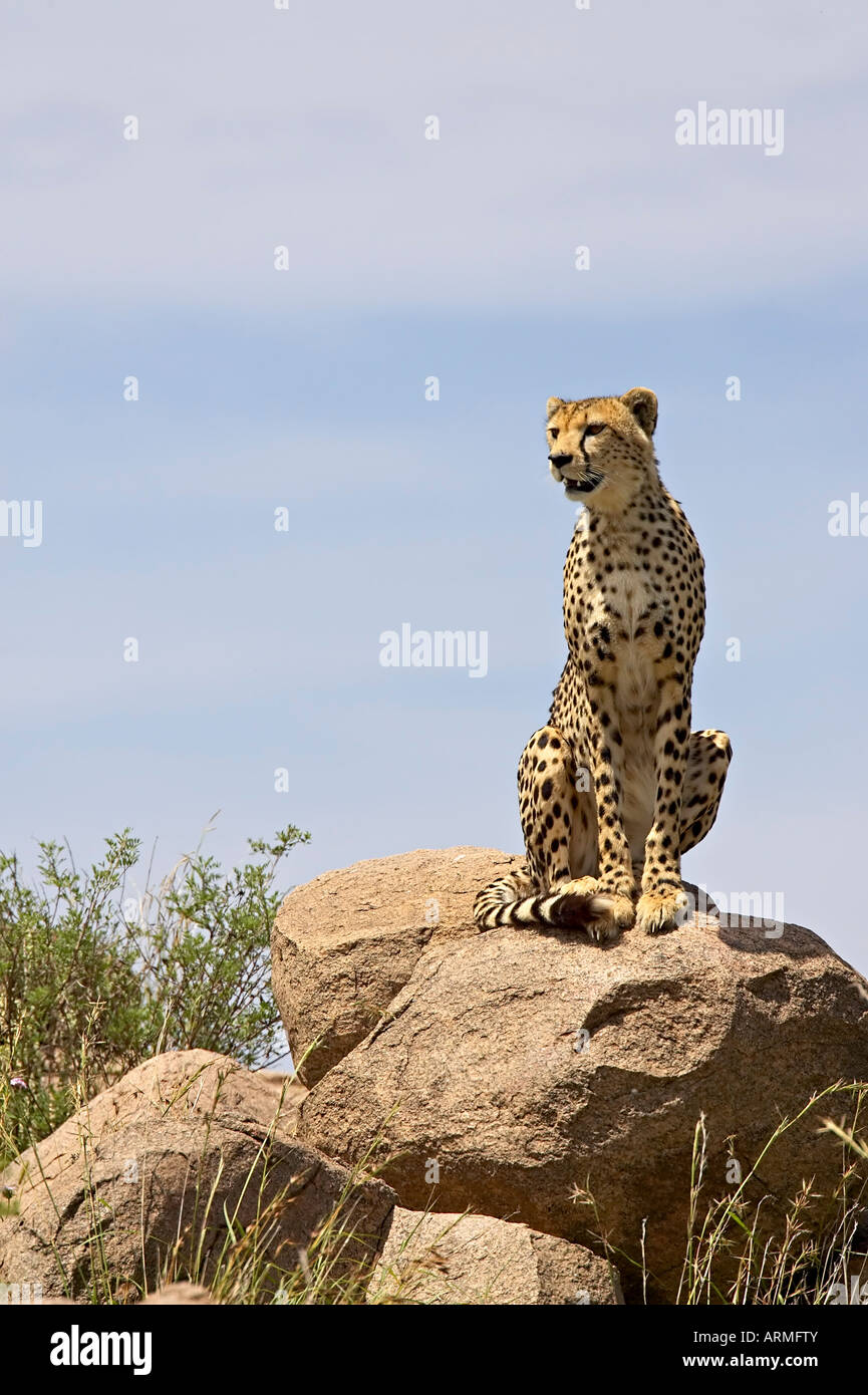 Cheetah (Acinonyx jubatus) sitting on a boulder, Serengeti National Park, Tanzania, East Africa, Africa Stock Photo