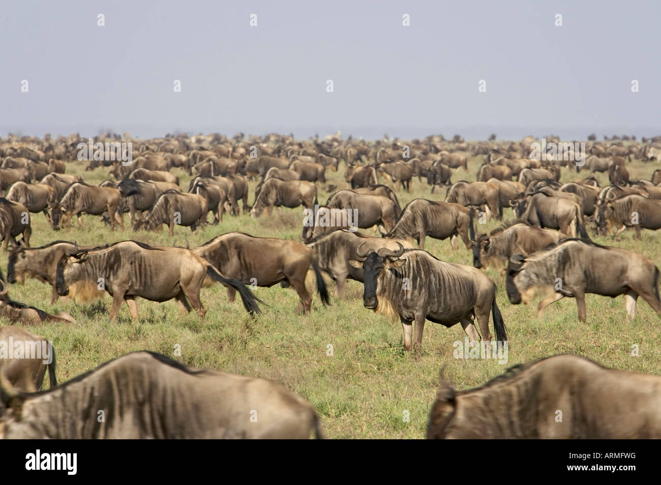 Herd of blue wildebeest (brindled gnu) (Connochaetes taurinus), Serengeti National Park, Tanzania, East Africa, Africa Stock Photo