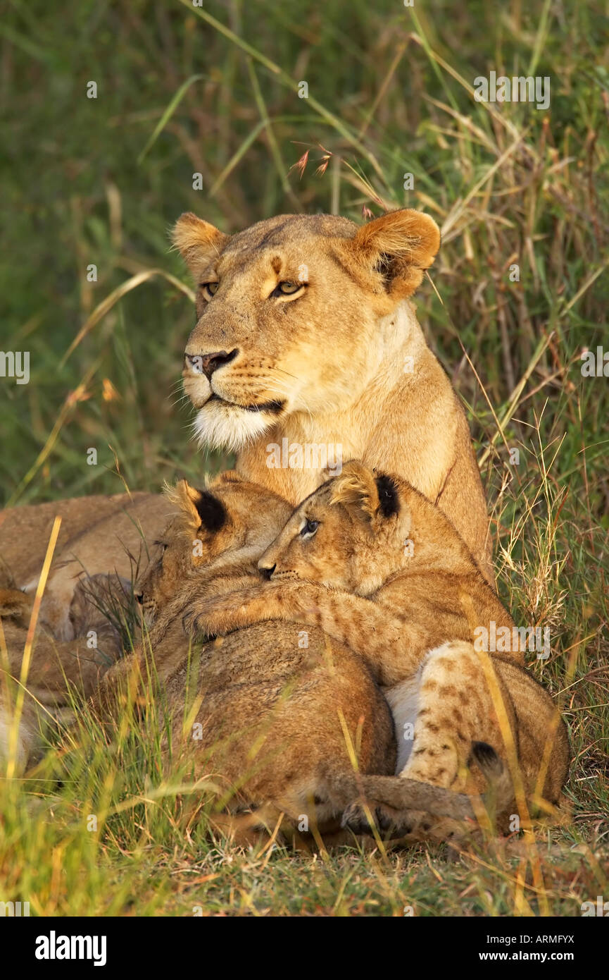 Playful lioness panthera leo hi-res stock photography and images - Alamy