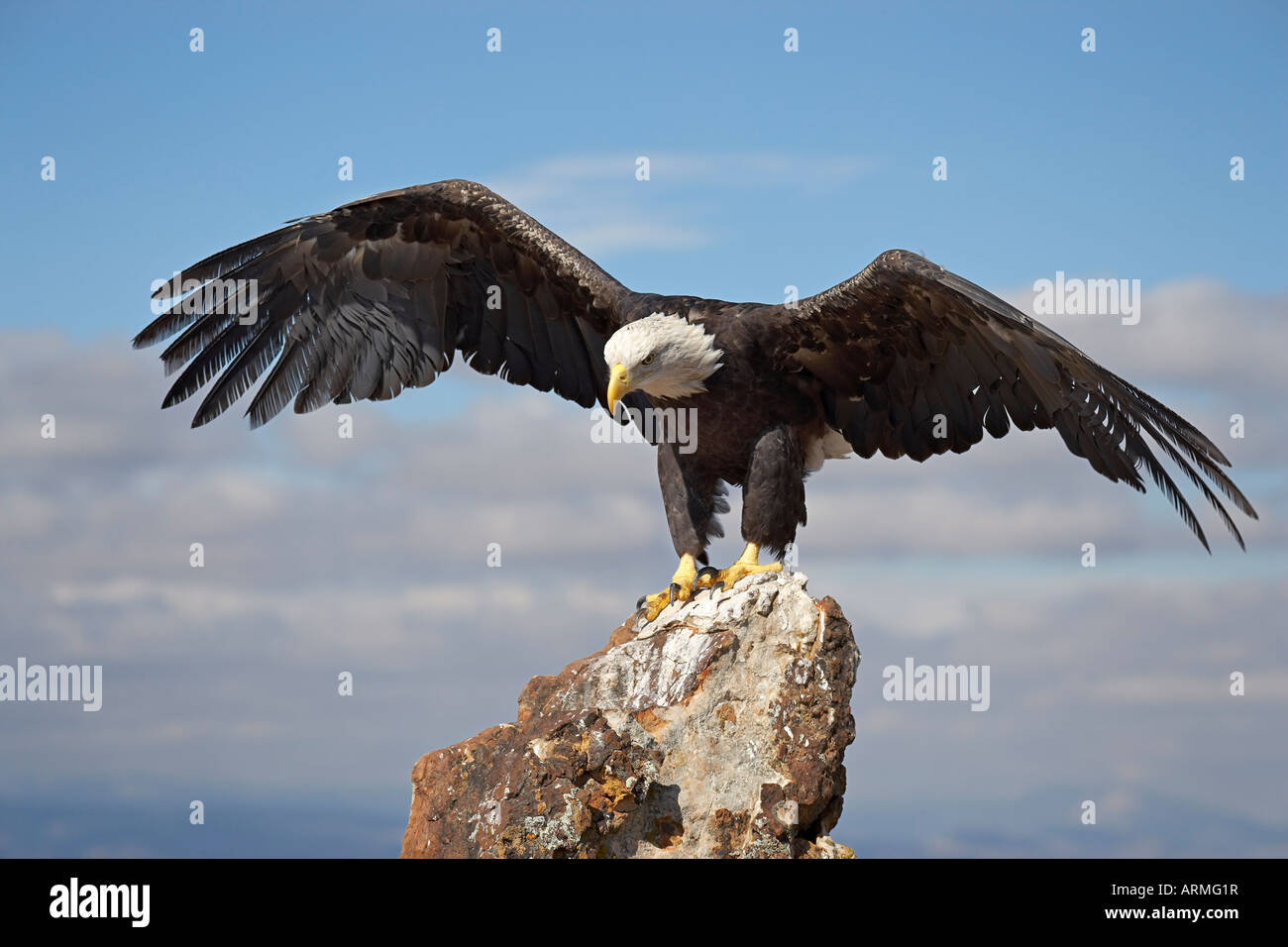 Bald eagle (Haliaeetus leucocephalus) perched with spread wings, Boulder County, Colorado, USA, North America Stock Photo