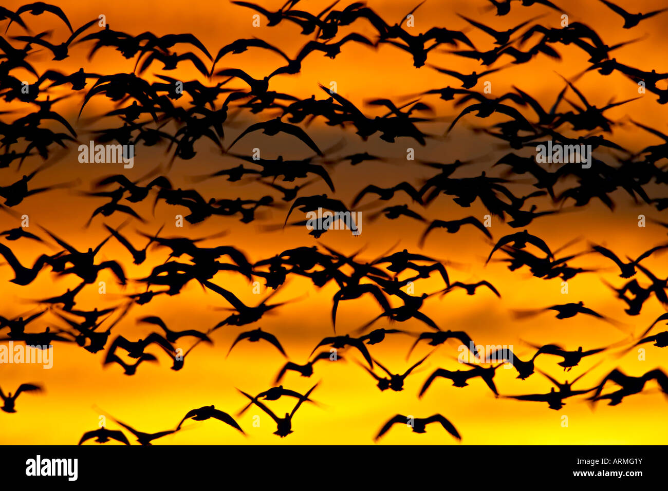 Snow goose (Chen caerulescens) flock at dawn after a blast off, Bosque Del Apache National Wildlife Refuge, New Mexico, USA Stock Photo