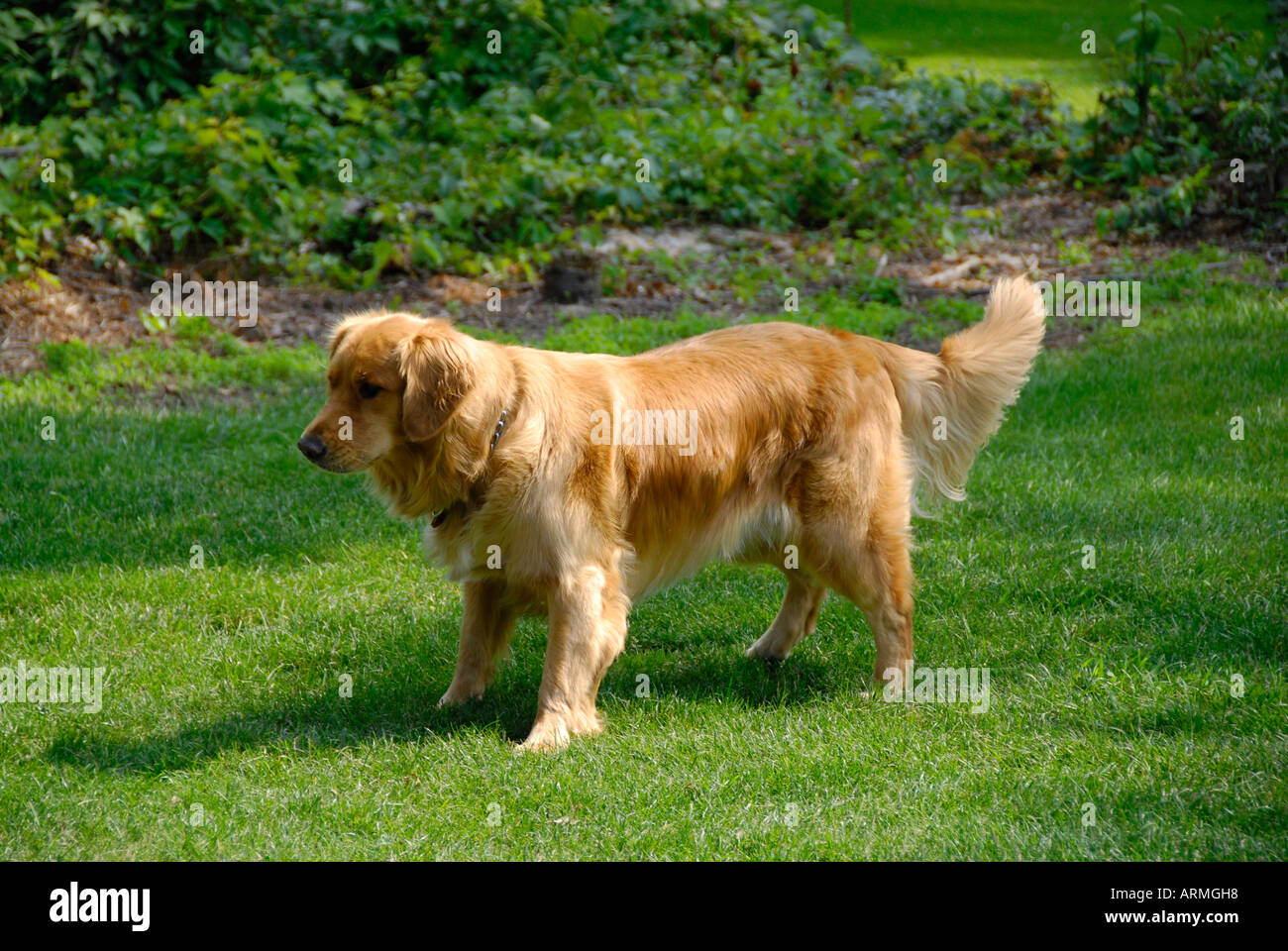 Golden retriever dog pal companion friend Stock Photo Alamy