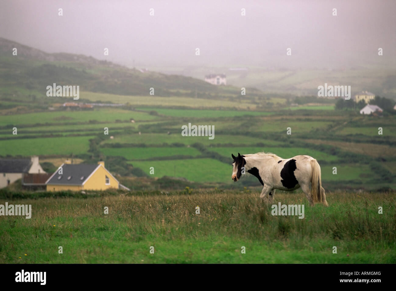Tinker horse near Allihies, Beara Peninsula, County Cork, Munster, Republic of Ireland (Eire), Europe Stock Photo