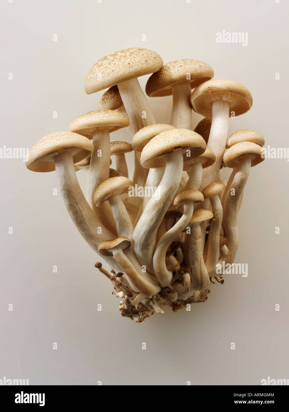 Raw fresh HonShimeji mushrooms Stock Photo Alamy