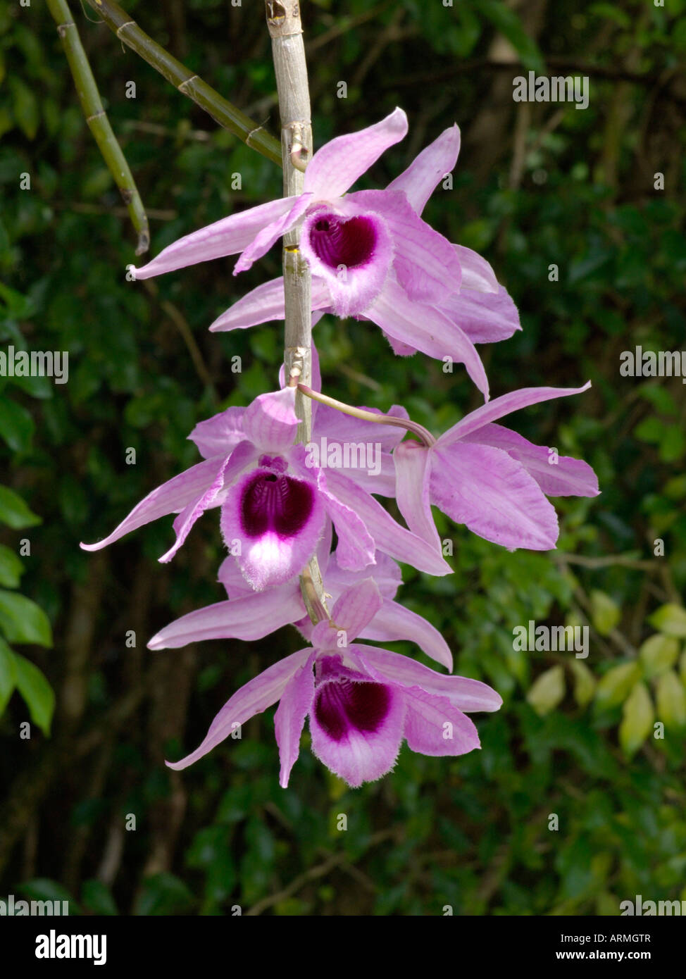 Dendrobium plant hi-res stock photography and images - Alamy