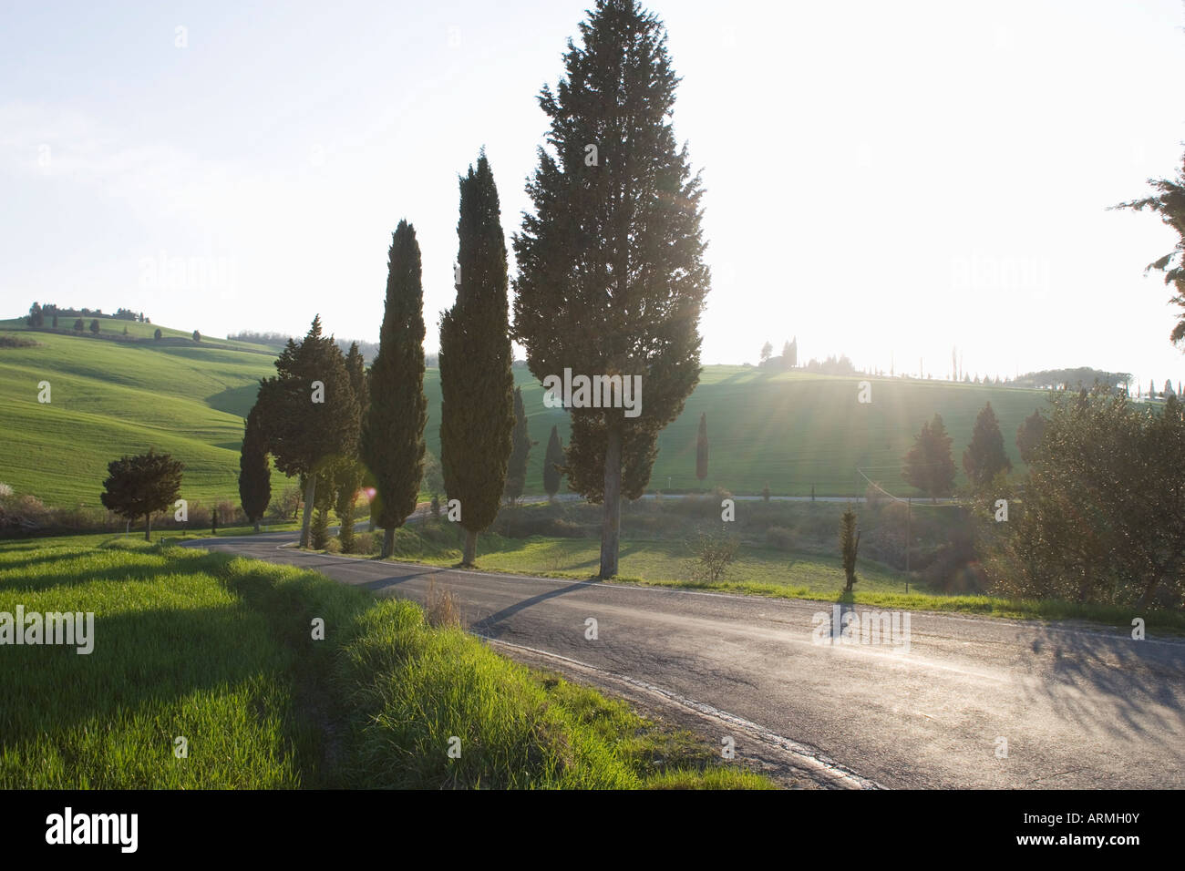 Road and cypresses near Pienza, Val D'Orcia, Tuscany, Italy, Europe Stock Photo
