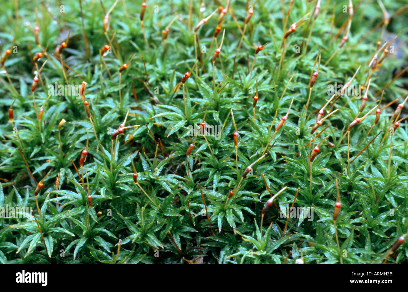 moos (Atrichum undulatum), gametophyte and sporophyte, Germany, Brandenburg Stock Photo