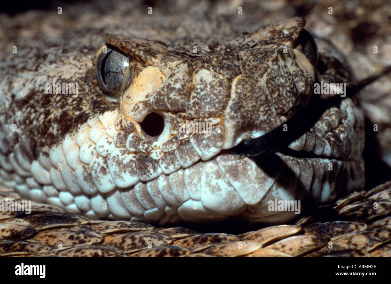 western diamondback rattlesnake (Crotalus atrox), portrait, tongue Stock Photo
