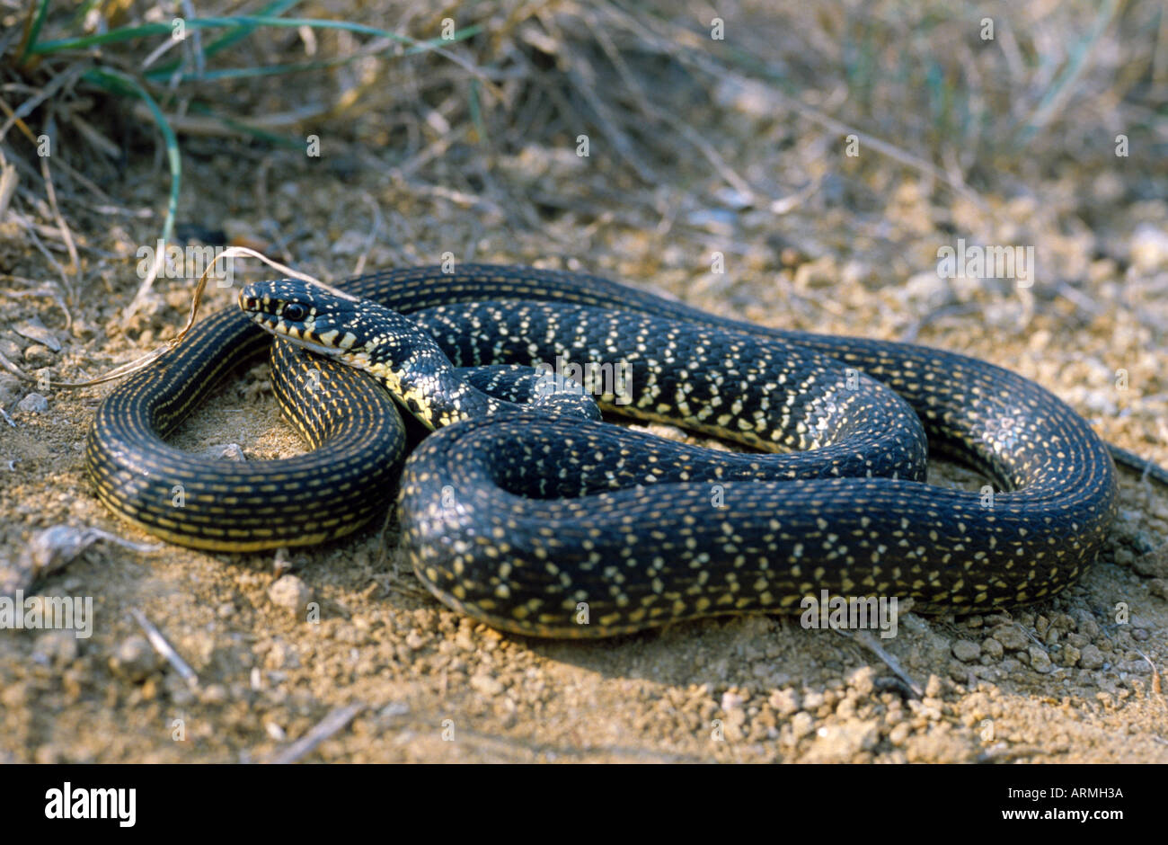 European whip snake, western European whip snake, darkgreen whipsnake