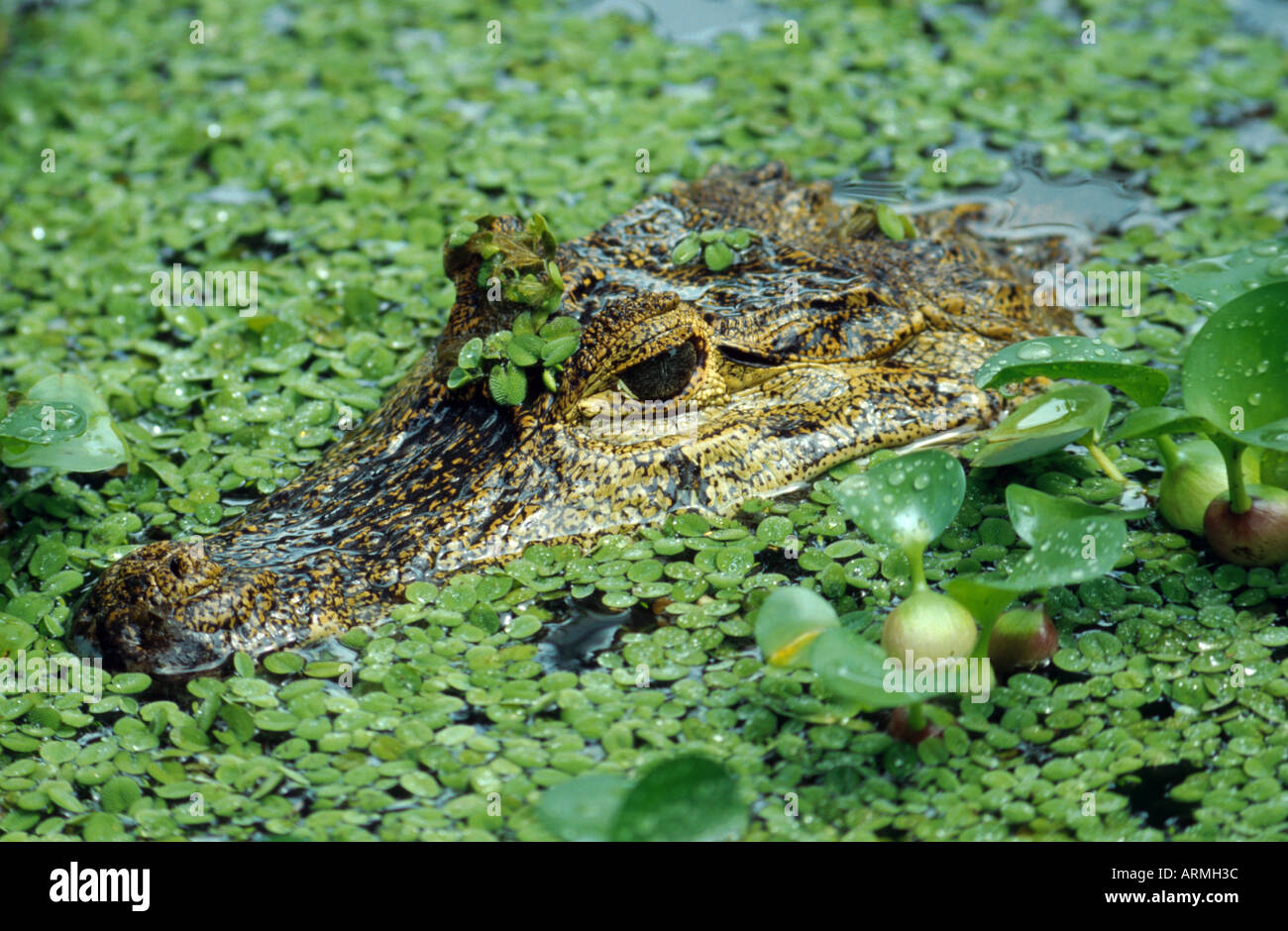 spectacled caiman (Caiman crocodilus), portrait, hidden between water plants (Eichhornia, Salvinia) Stock Photo