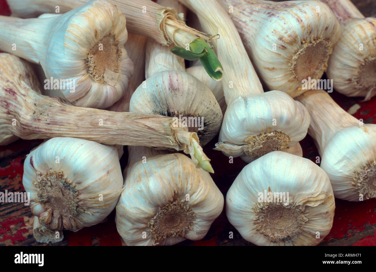 common garlic (Allium sativum), bulbs Stock Photo