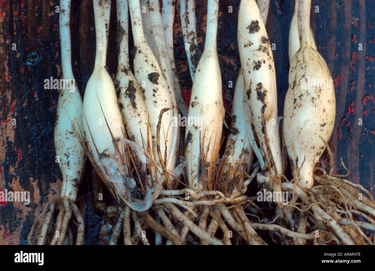 ramsons (Allium ursinum), detail of the bulbs Stock Photo