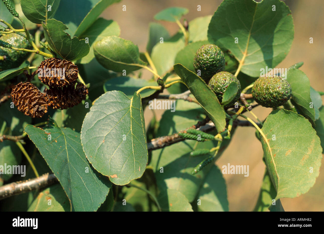 Italian alder (Alnus cordata), Twig with cone, distribution Corsica and South Italy Stock Photo