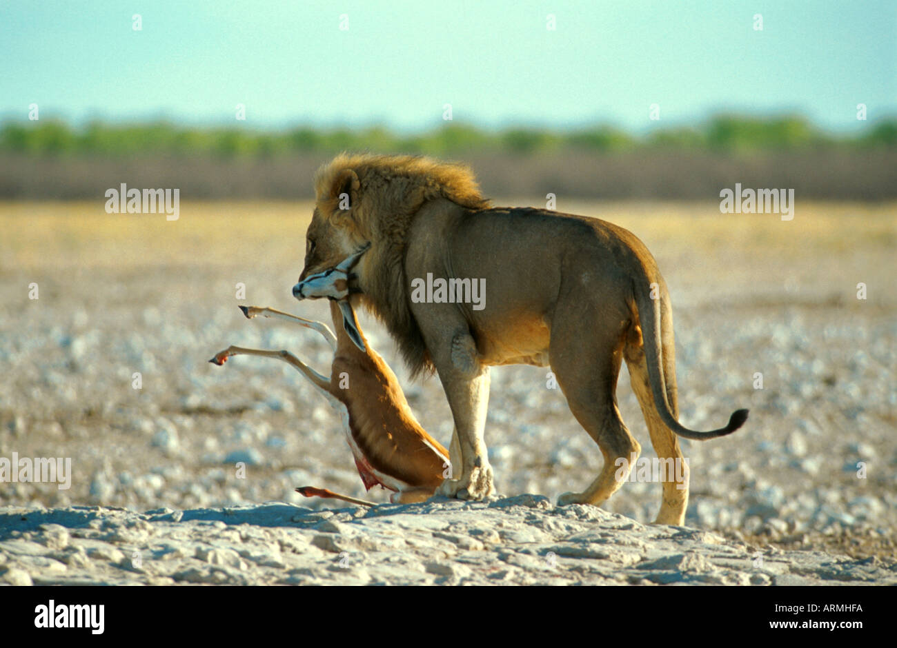 Springbok hunt hi-res stock photography and images - Alamy
