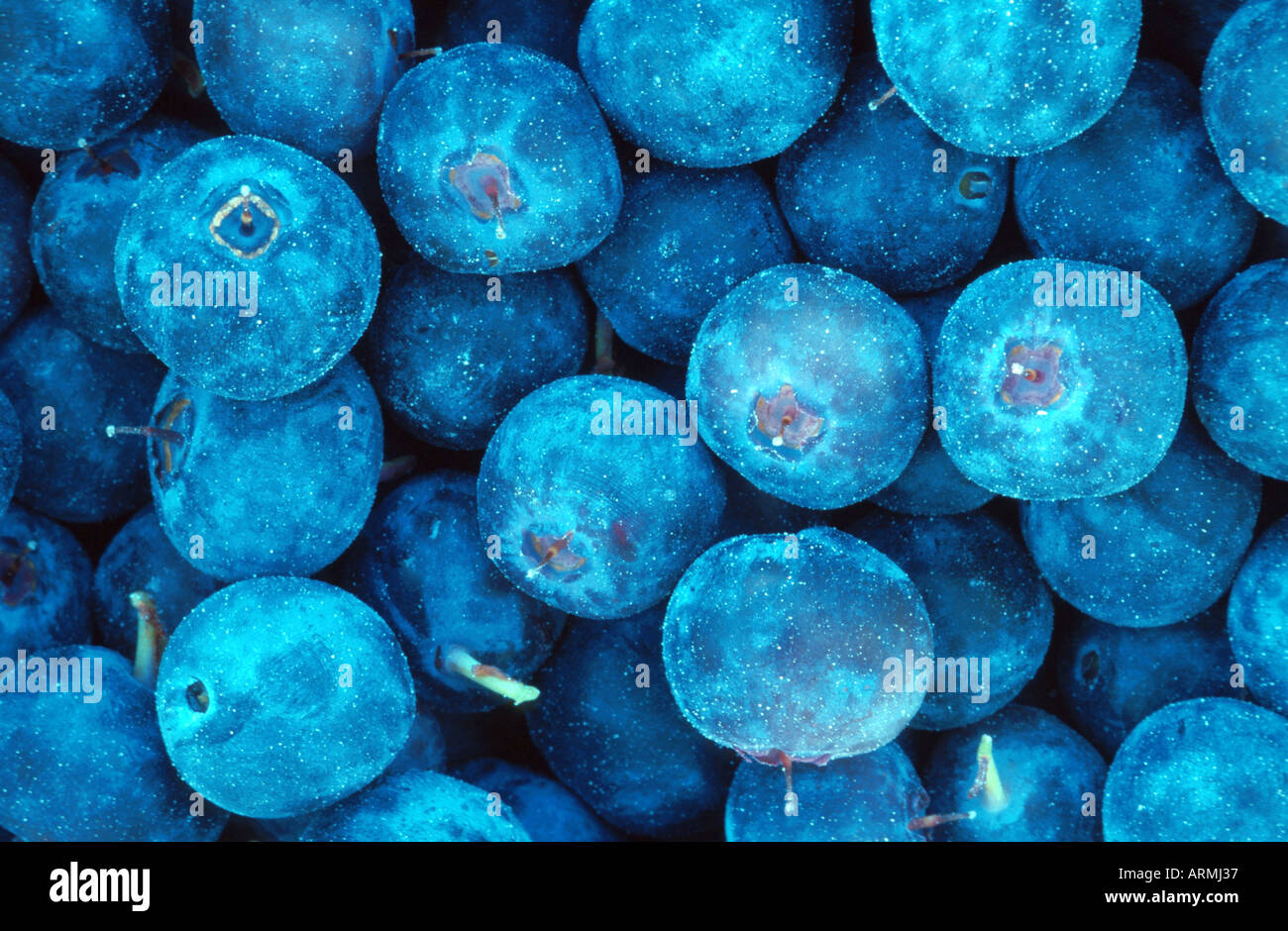 dwarf bilberry, blueberry, huckleberry, low billberry (Vaccinium myrtillus), ripe fruits, Russia, Siberian, Malkatschan Stock Photo