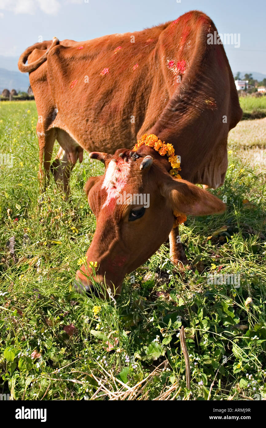 Holy Cow Kathmandu Nepal Stock Photo Alamy