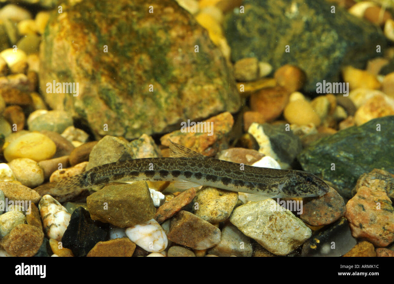 spined loach, spotted weatherfish (Cobitis taenia), portrait of a single animal Stock Photo