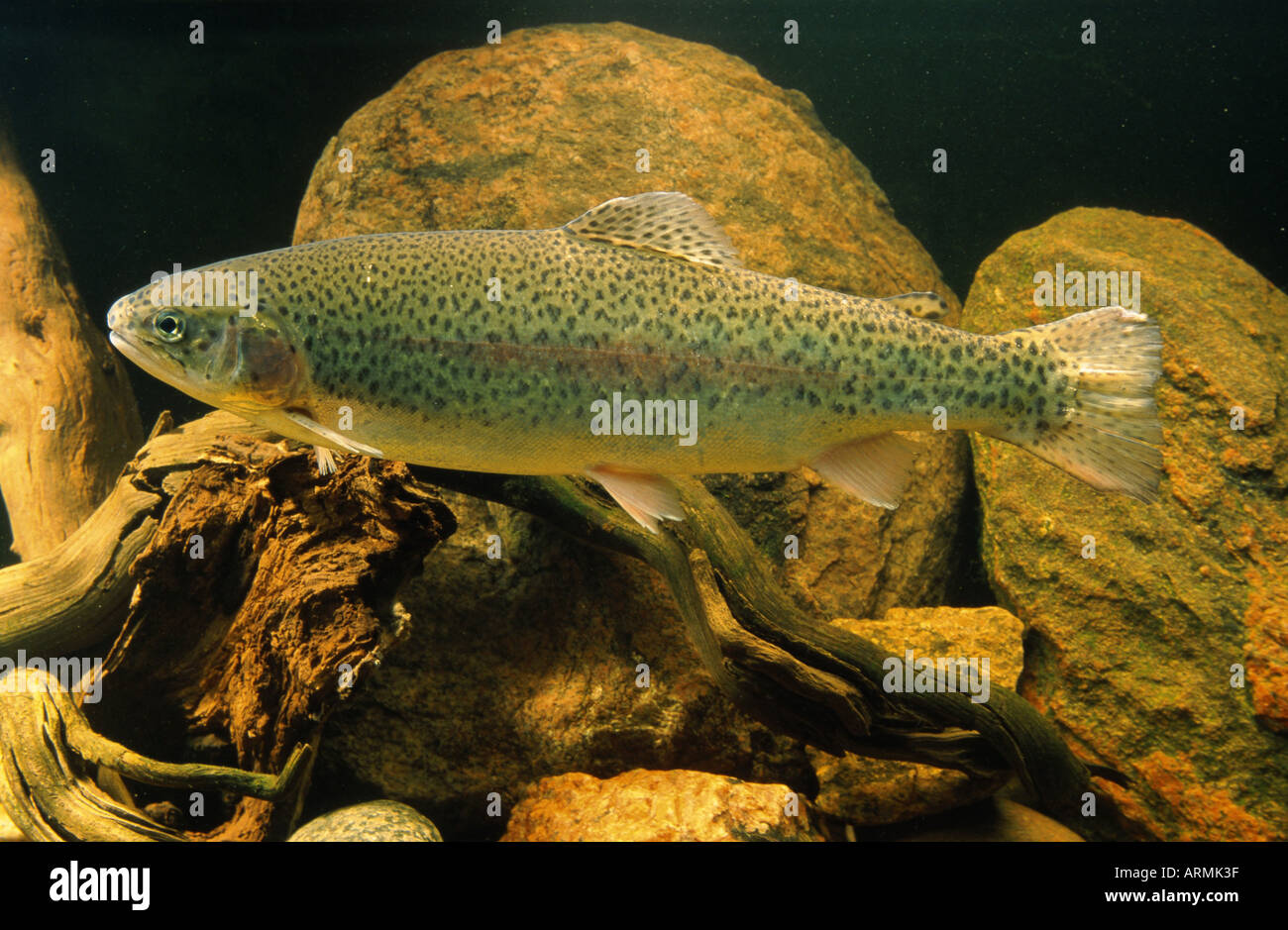 rainbow trout (steelhead, sea-run and large lake populations) (Salmo gairdneri, Oncorhynchus mykiss) Stock Photo