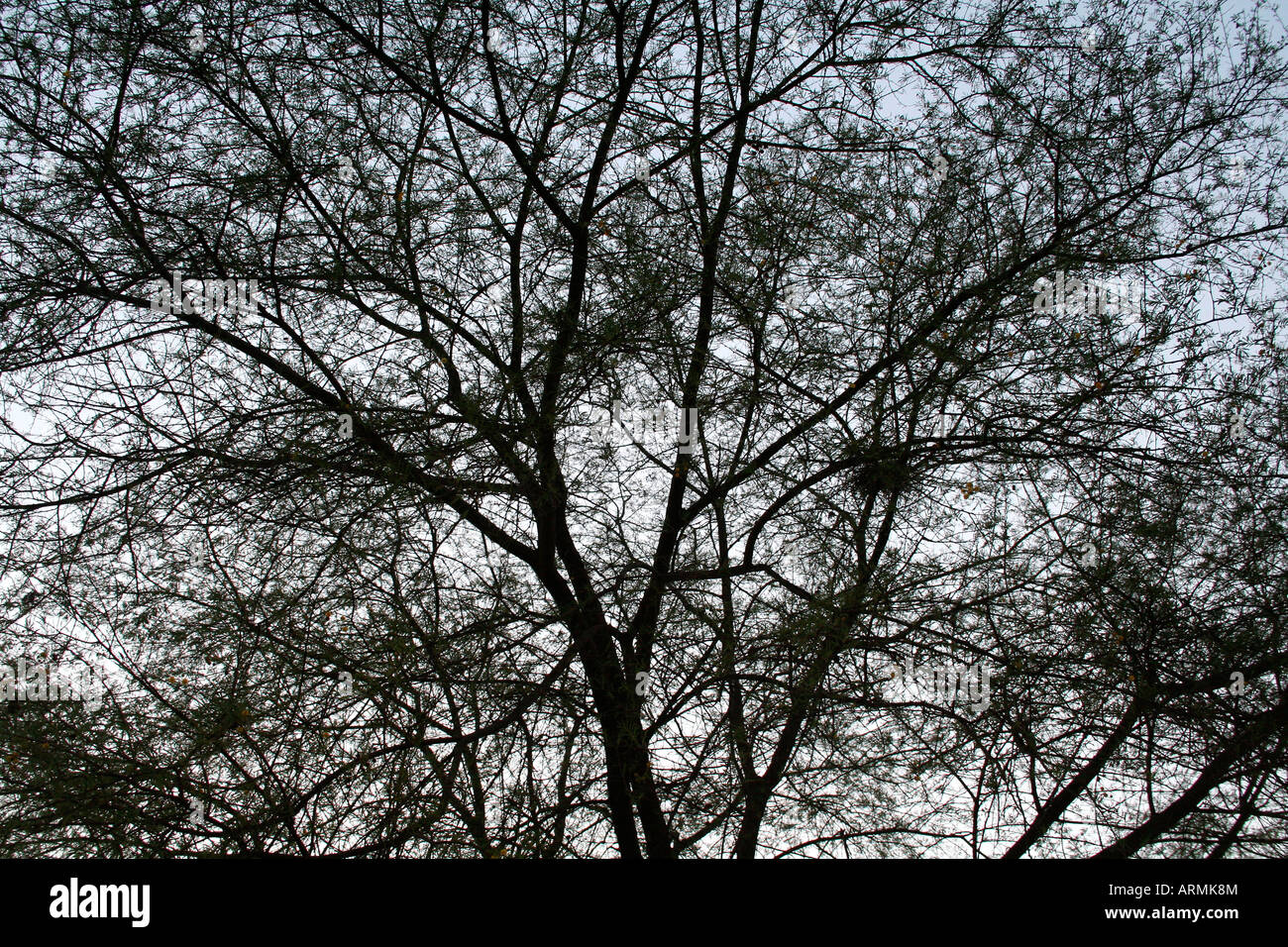 branches of a tree silhouetted against a clear evening sky Stock Photo ...