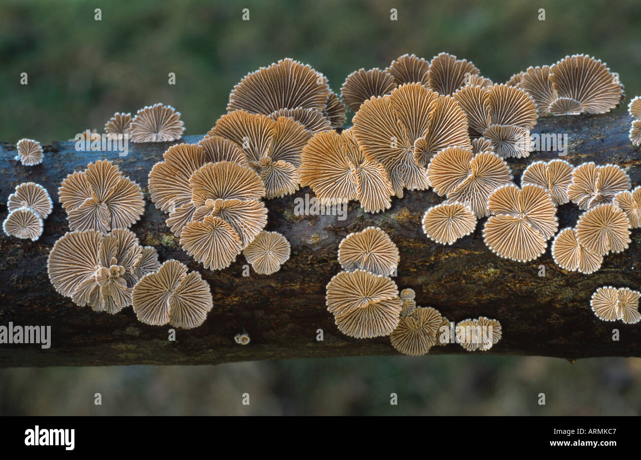 bitter oysterling (Panellus stipticus), underside of the fruiting bodies Stock Photo