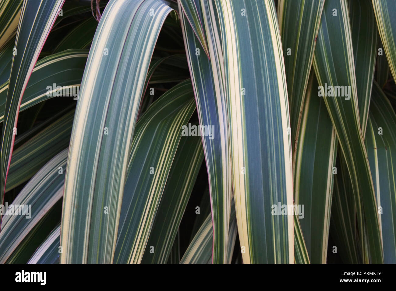 Flax leaves Phormium sp at Strybing Arboretum in Golden Gate Park San Francisco California Stock Photo