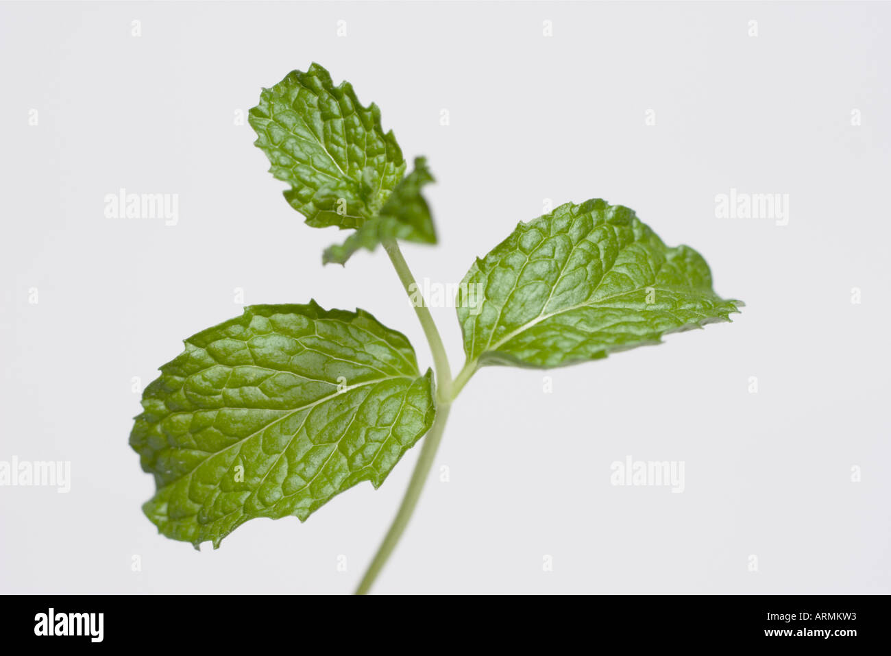 Fresh sprig of mint leaves close up Stock Photo